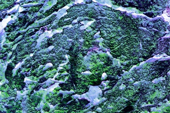 AP 77C1